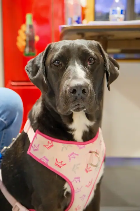 A rescue dog in a harness at the grand opening at Picker Joe's Antique Mall in Savannah, GA