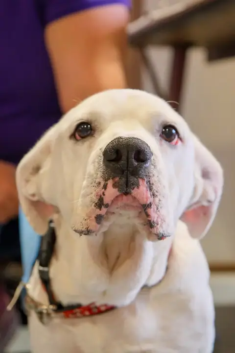 A white rescue dog visiting the grand opening at Picker Joe's Antique Mall in Savannah, GA